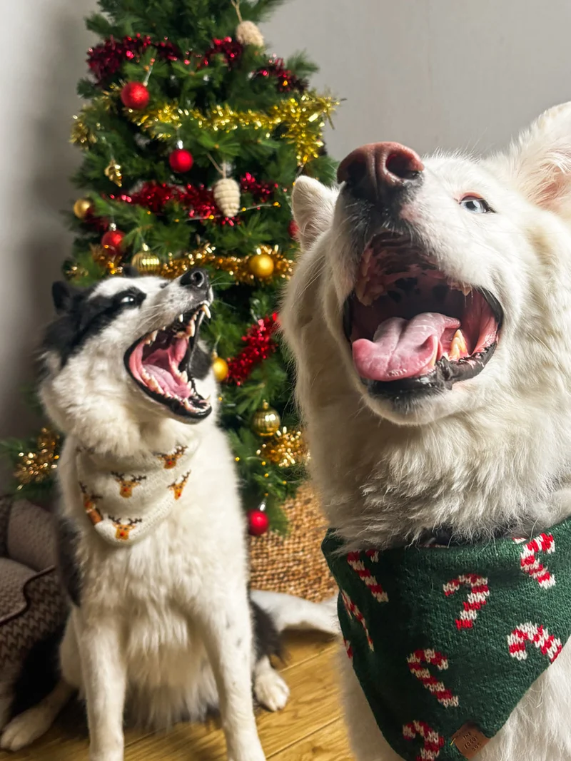 Bandana pour chien en tricot - Candy Cane ☃️ - The Foggy Dog