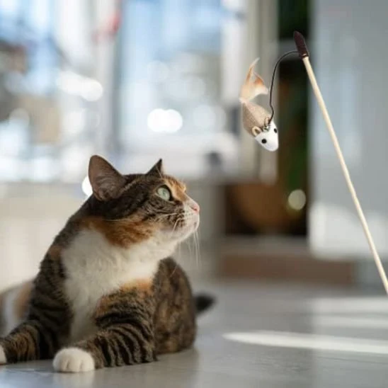 Jouet chat | Plume Folle