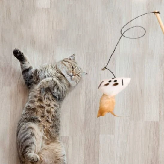 Jouet chat | Plume Folle