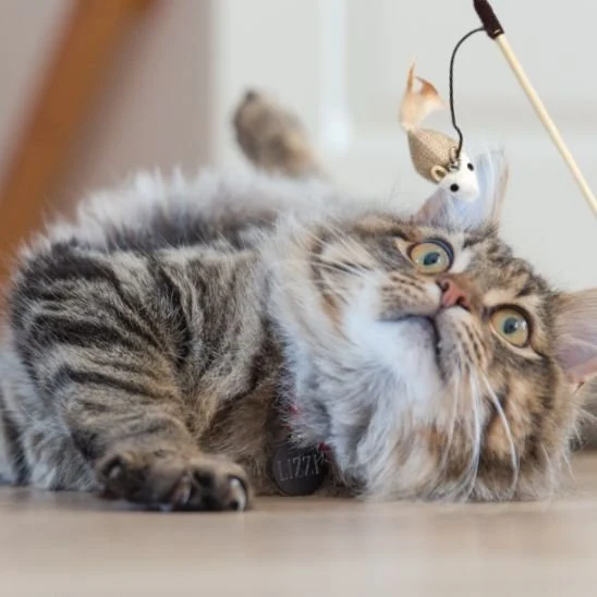 Jouet chat | Plume Folle