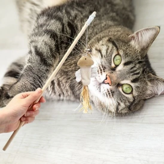 Jouet chat | Plume Folle