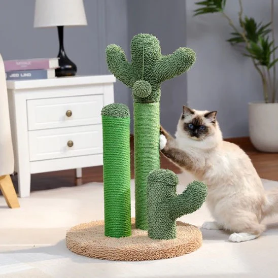 Arbre à chat cactus