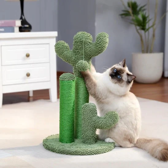 Arbre à chat cactus