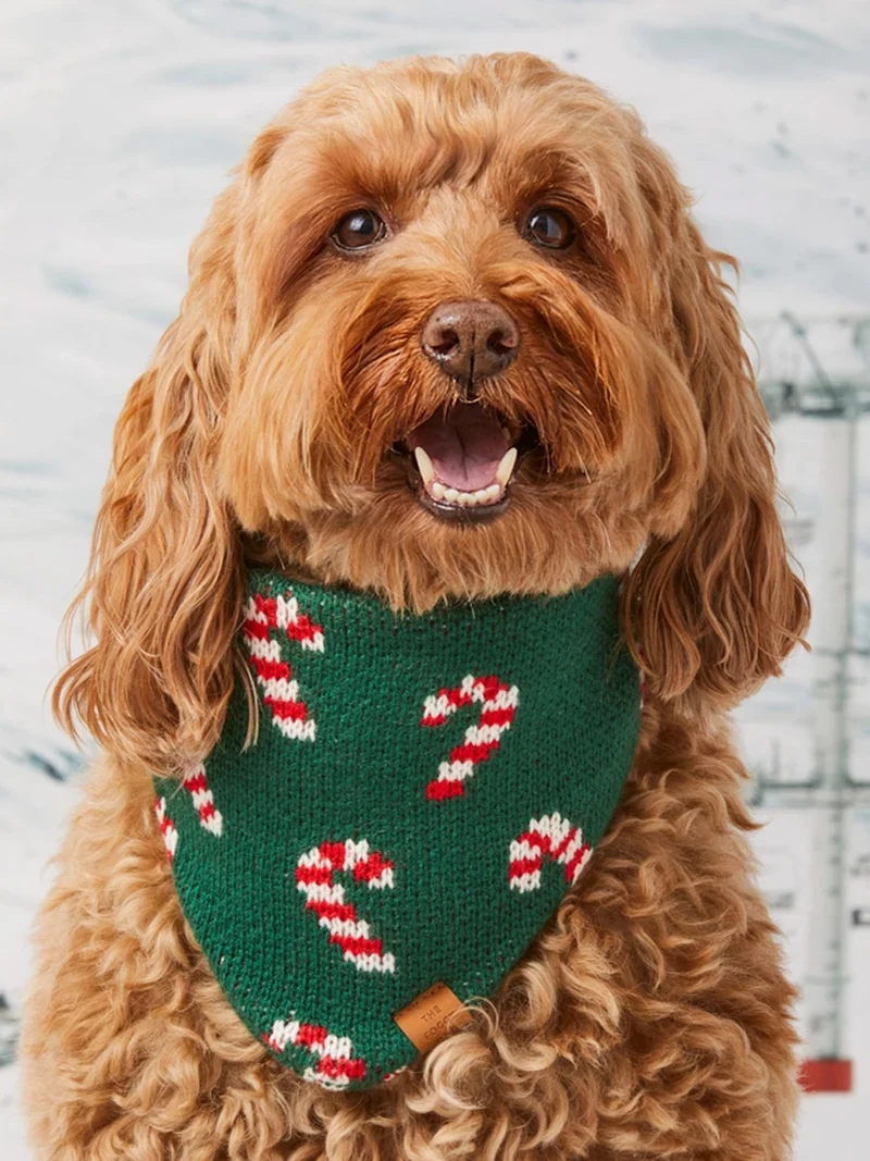 Bandana pour chien en tricot - Candy Cane ☃️ - The Foggy Dog