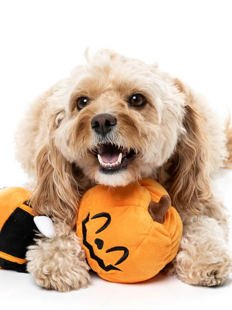 Peluche d'halloween pour chien - Citrouille étirable 🎃 - FuzzYard