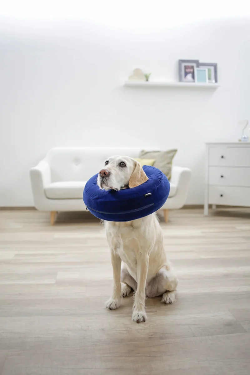 Collerette gonflable pour chiens