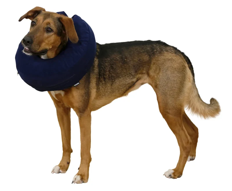 Collerette gonflable pour chiens