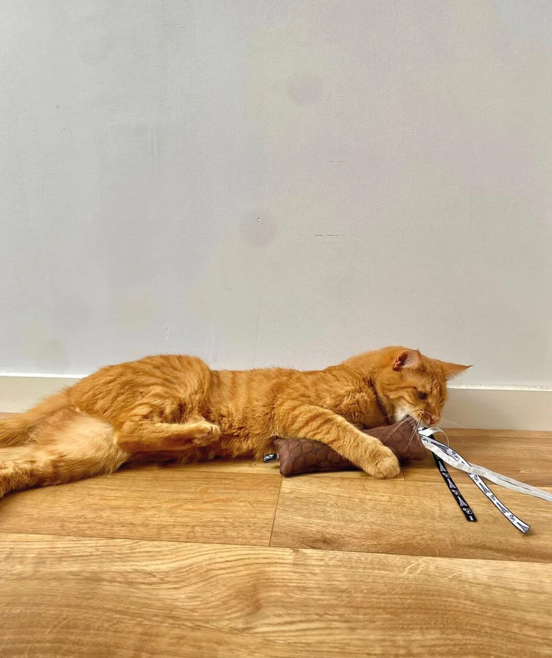 Jouet long - défouloir chat - upcycling Martin Sellier