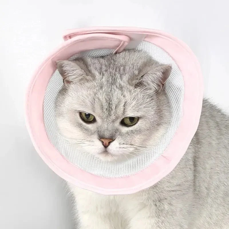 Collerette anti-rayures chat - Confort & hygiène | Pawlyss