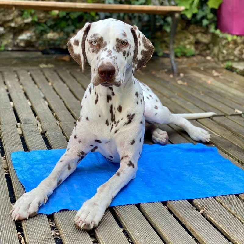 Serviette ultra absorbante chien - Hery Martin Sellier