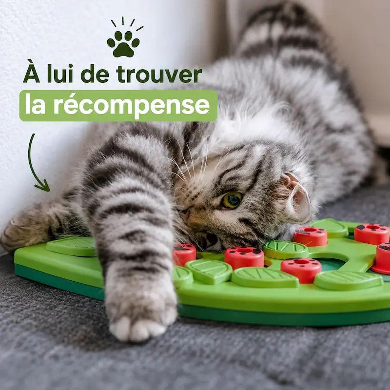 Puzzle friandises chat - Anti-ennui intelligent | PurrPlay