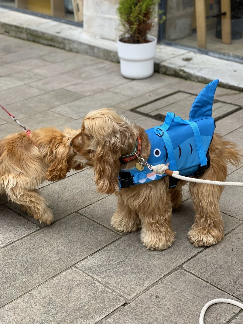 Gilet de sauvetage pour chiens requin - Bobby Croci