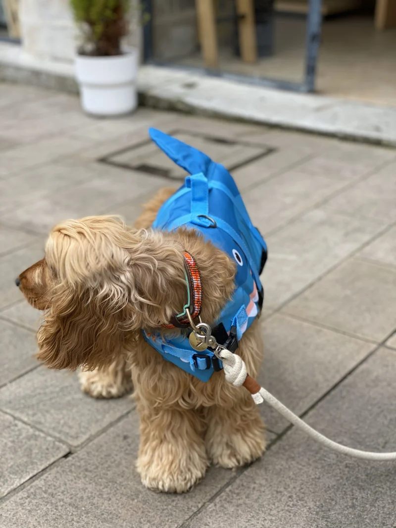 Gilet de sauvetage pour chiens requin - Bobby Croci