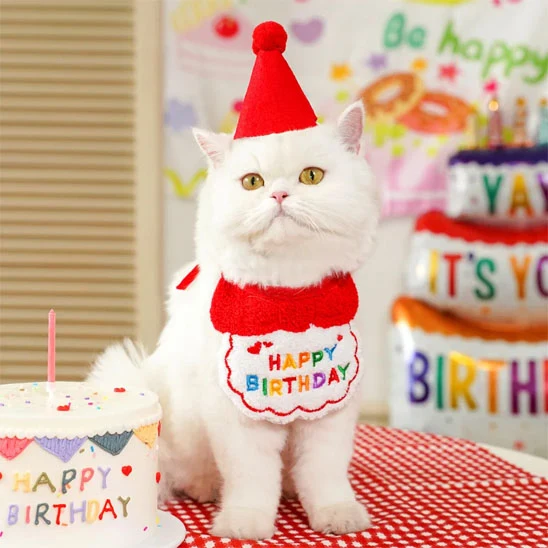 Déguisement pour chat - Kit Anniverssaire