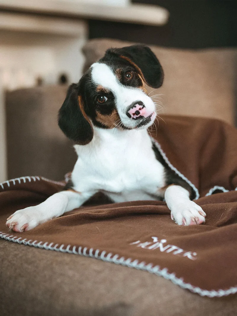 Plaid couverture XL pour chien - Marron - Hunter