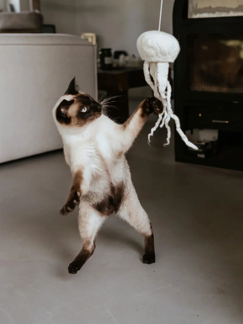 Jouet pour chat - Méduse en laine 🪼 - Hunter stylecats