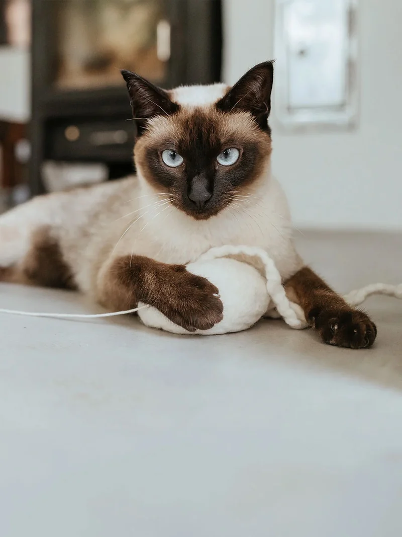 Jouet pour chat - Méduse en laine 🪼 - Hunter stylecats