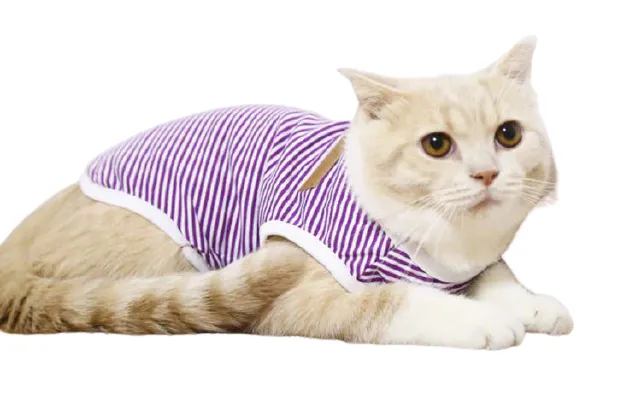 Body pour chat
