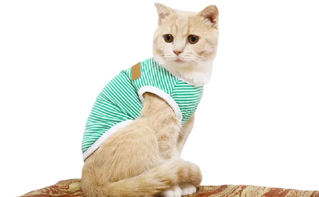 Body pour chat