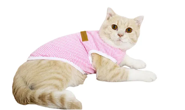 Body pour chat