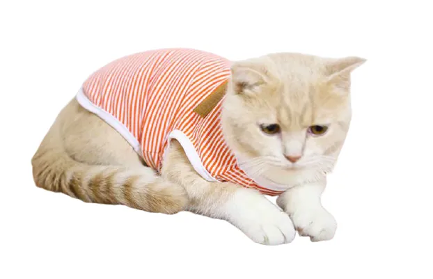 Body pour chat