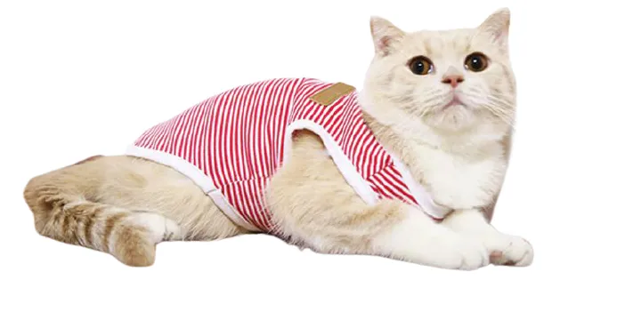 Body pour chat