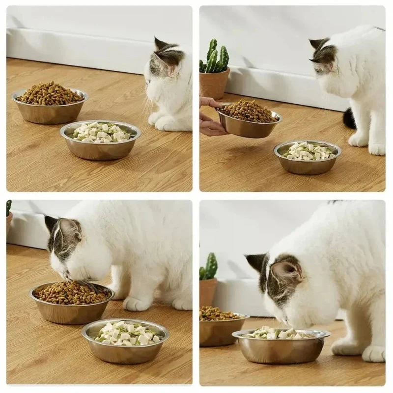 Bol en inox pour chat - Hygiène maximale | SteelBowl