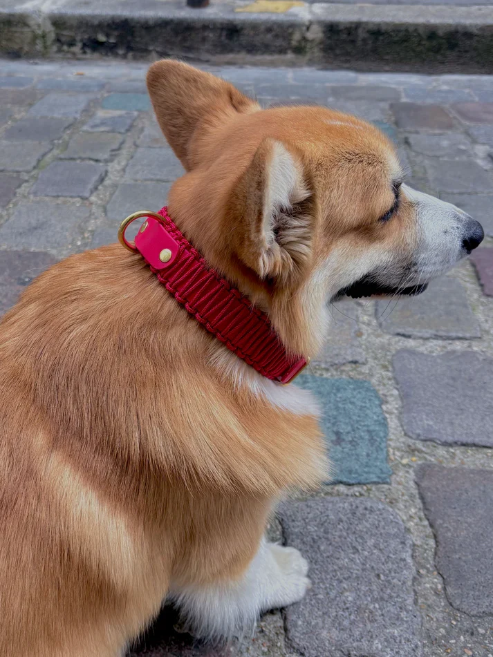 Collier chien - biothane - laiton - paracorde - PLI PARIS