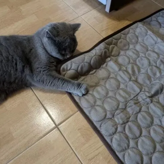 Tapis frais pour chat | Repos Fraicheur