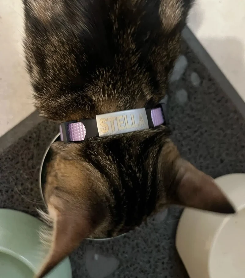 Collier anti-étranglement à personnaliser