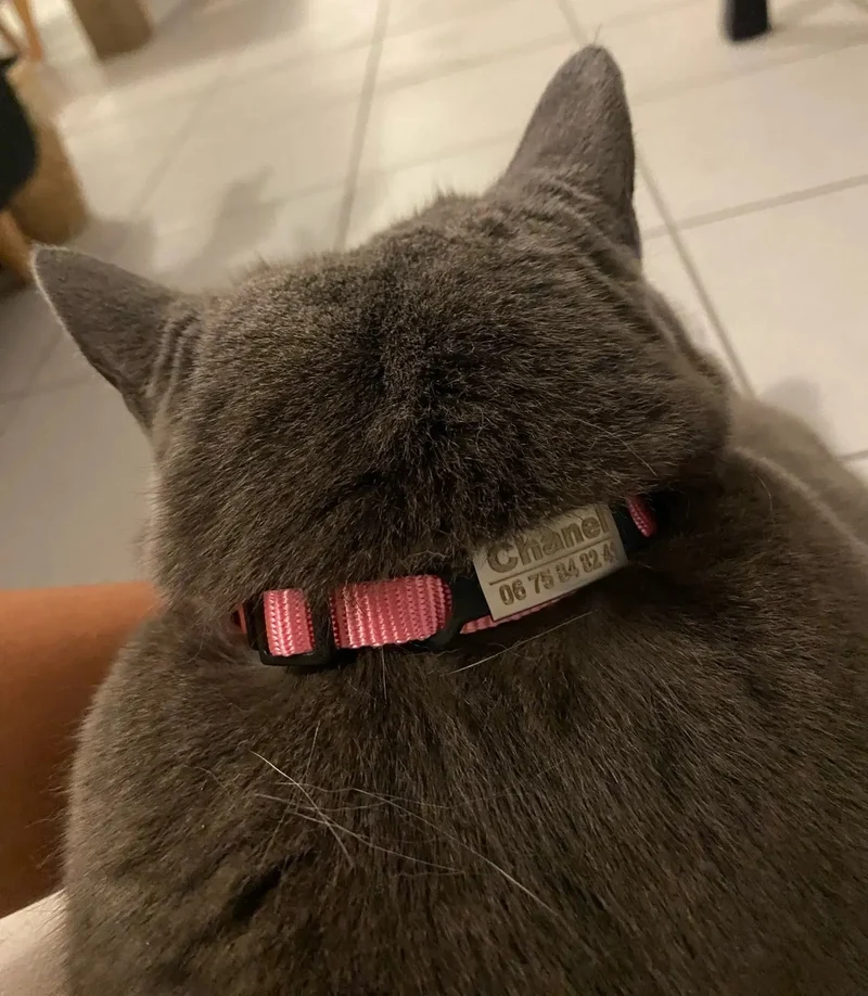 Collier anti-étranglement à personnaliser
