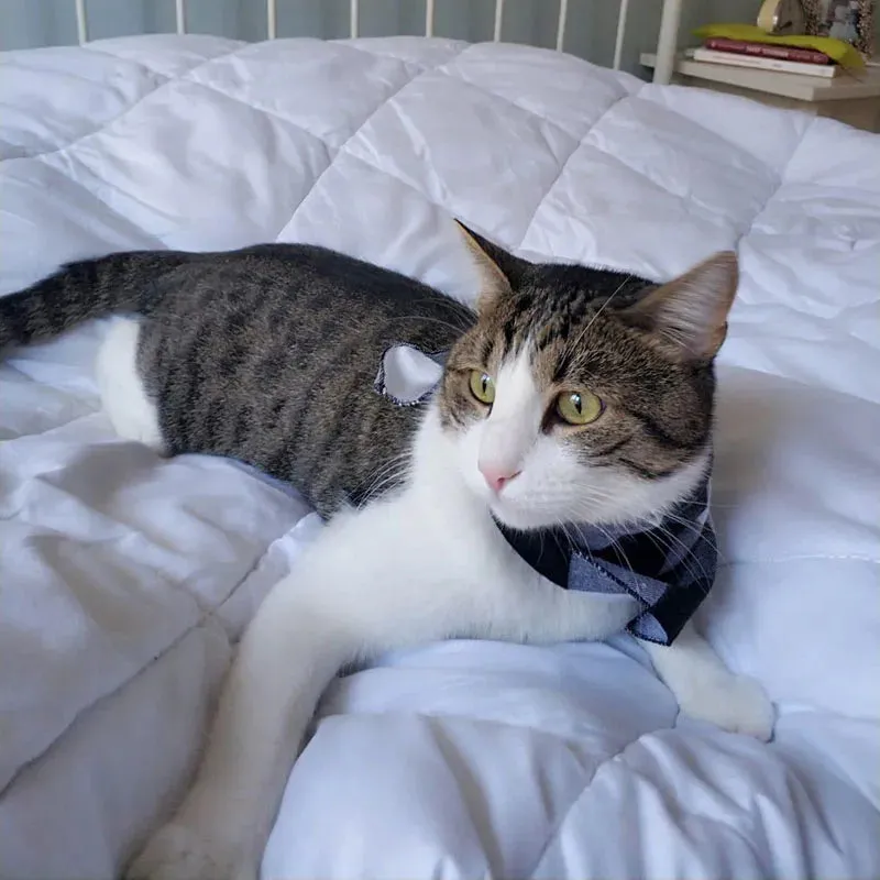 Bandana pour chat Western