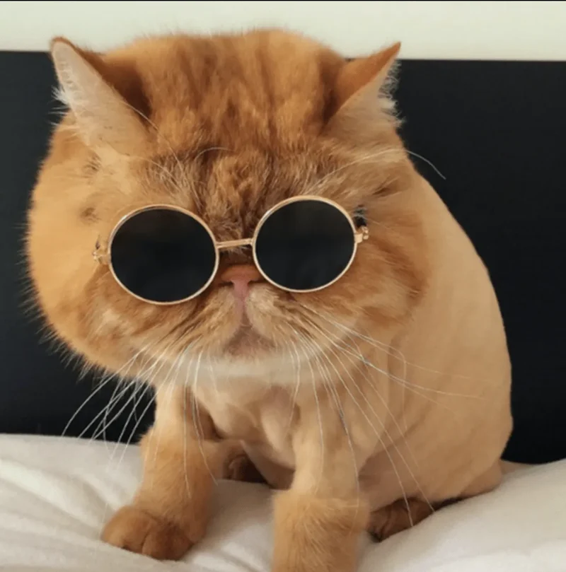 Lunettes de soleil pour chat