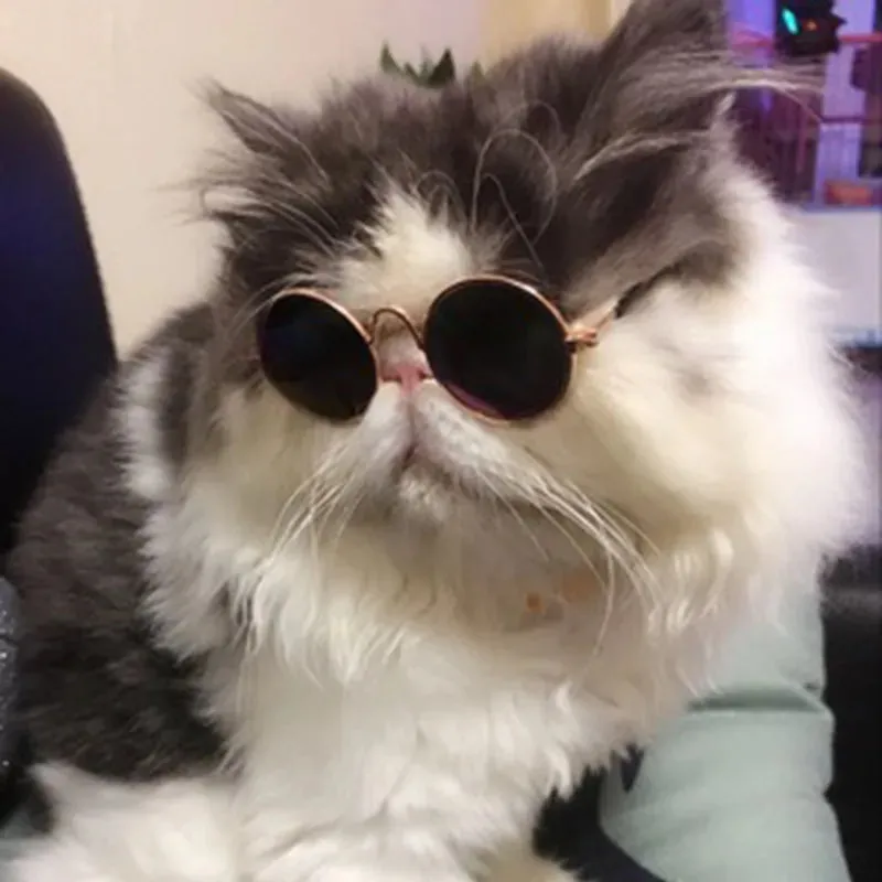 Lunettes de soleil pour chat