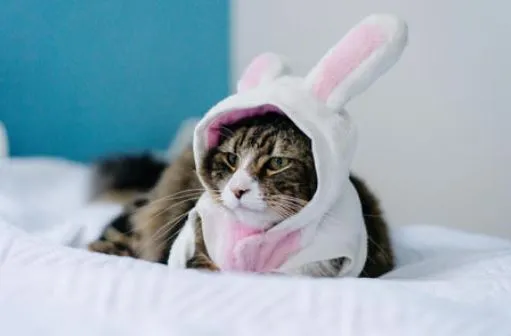 Déguisement pour chat Lapin