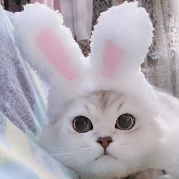 Déguisement pour chat Lapin