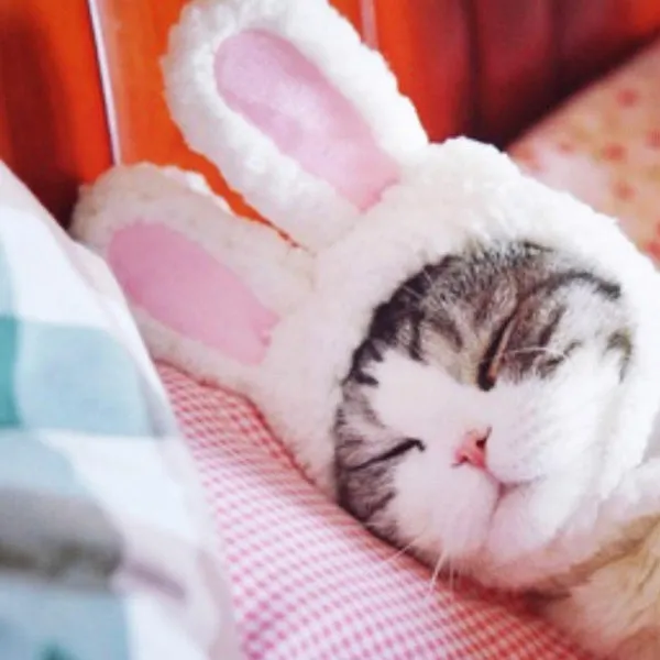 Déguisement pour chat Lapin