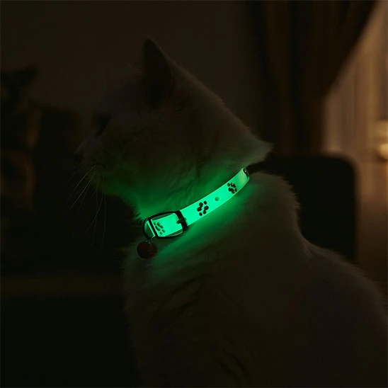 Collier chat - Lumineux