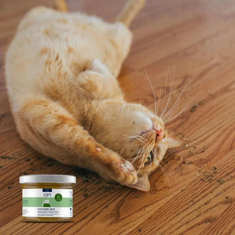 Cataire séchée naturelle pour chats - bocal verre - Jopy