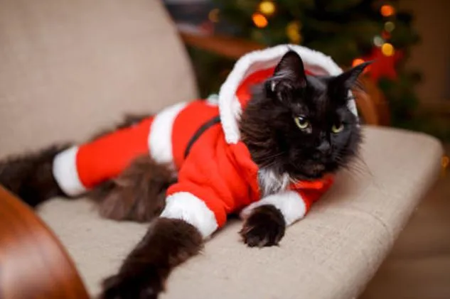 Costume pour chat Père Noël