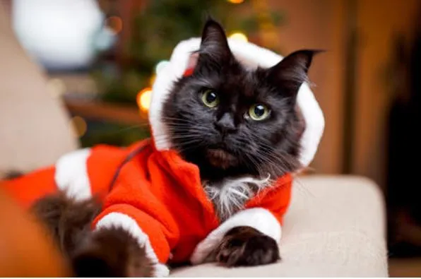 Costume pour chat Père Noël