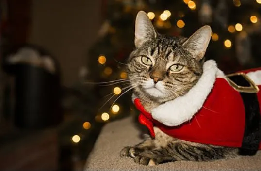 Costume pour chat Père Noël