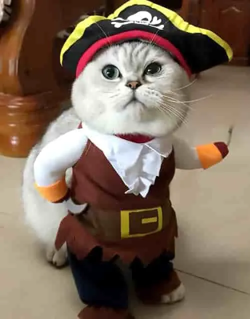 Costume pour chat Pirate