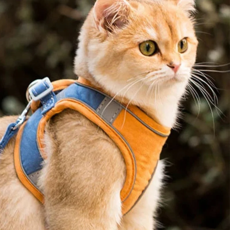 harnais chat | Comfort Harness