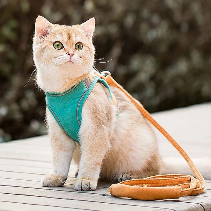 harnais chat | Comfort Harness
