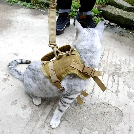 harnais chat anti fugue | CHAVENTURE