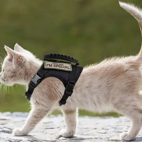 harnais chat anti fugue | CHAVENTURE