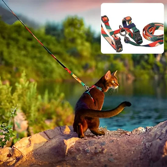 harnais chat multicolore