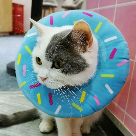 Collerette chat - Donut