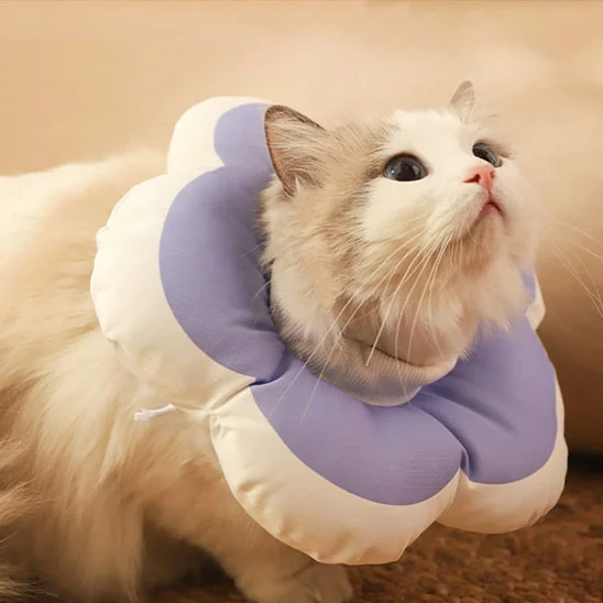 Collerette chat - Design Fleur